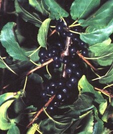 Жостер слабительный (Дроздовы ягоды, ведьмин шип, крушина слабительная) при болезнях печени, а также как слабительное и мочегонное