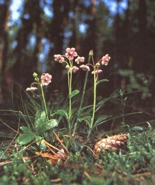 Зимолюбка зонтичная, трава зимолюбки - Chimaphilae herba (ранее: Herba Chimaphilae)