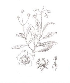 Зимолюбка зонтичная, трава зимолюбки - Chimaphilae herba (ранее: Herba Chimaphilae)