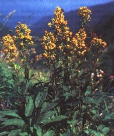 Золотарник oбыкновенный, или золотая розга, золотая раневая трава, трава золотой розги - Solidaginis herba (ранее: Herba Virgaureae)