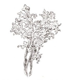 исландский мох - Cetrariae lichen (ранее: Lichen islandicus)