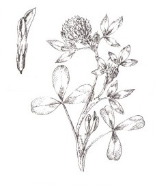 Клевер луговой, или красный, цветки клевера лугового - Trifolii pratensis flos (ранее: Flores Trifolii pratensis), красноголовник, красная кашка, дятельник, медовый цвет, трехлистник луговой, троица