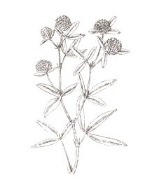 Клевер пашенный, заячий клевер, кошачий клевер, мышиный клевер, котики, трава клевера пашенного - Trifolii arvensis herba (ранее: Herba Trifolii arvensis)