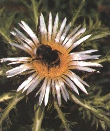 Колючник бесстебельный, корни колючника - Carlinae radix (ранее: Radix Carlinae)