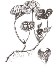 Копытень европейский, рвотный корень, заячий лист, грыжник, корневище копытня - Asari rhizoma (ранее: Radix Asari)