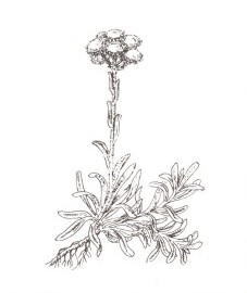 Кошачья лапка двудомная, цветы кошачьей лапки - Antennariae dioicae flos (ранее: Flores Antennariae dioicae), трава кошачьей лапки - Antennariae dioicae herba (ранее: Herba Antennariae dioicae)