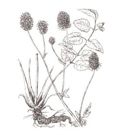 Кровохлебка аптечная, красноголовник, трава кровохлебки - Sanguisorbae herba (ранее: Herba Sanguisorbae)