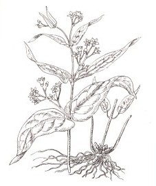 ластовень обыкновенный, ласточник, молочные стручки, стручная трава, корневище ластовня - Vincetoxici'rhizoma (ранее: Rhizoma Vincetoxici)