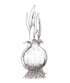 Лук репчатый, столовый лук, луковицы лука репчатого - Allii cepae sulbus (ранее: Bulbus Allii cepae)