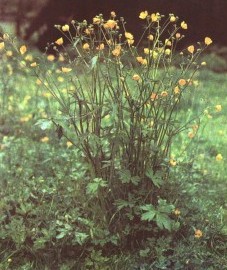 Лютик едкий, масляный цветок, жгучая трава, подагровая трава, трава лютика едкого - Ranunculi acris herba (ранее: Herba Ranunculi acris)