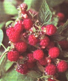 Малина обыкновенная, кошачья ягода, лесная малина, листья малины - Rubi idaei folium (ранее: Folia Rubi idaei), малиновый сироп -Rubi idaei sirapus (ранее: Sirupus Rubi idaei)
