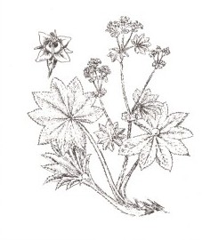 Манжетка обыкновенная, заячье пальтишко, росяная трава, трава манжетки - Alchemillae herba (ранее: Herba Alchemillae)