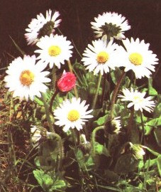 Маргаритка многолетняя, глазной цветочек, небесный цвет, майский цветок, масочка, цветы маргаритки - Bellidis flos (ранее: Flores Bellidis), листья маргаритки - Bellidis folium (ранее: Folia Bellidis)