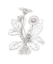 Маргаритка многолетняя, глазной цветочек, небесный цвет, майский цветок, масочка, цветы маргаритки - Bellidis flos (ранее: Flores Bellidis), листья маргаритки - Bellidis folium (ранее: Folia Bellidis)