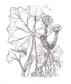 Мать-и-мачеха обыкновенная, пожарный салат, мужской цветок, мартовский цветок, песчаный цветок, табачная трава, дядюшкины листья, листья мать-и-мачехи - Farfarae folium (ранее: Folia Farfarae), цветы мать-и-мачехи - Farfarae flos (ранее: Flores Farfarae)