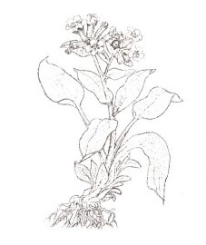 Медуница лекарственная, водяные ключики, пятнистая трава, легочный корень, трава медуницы - Pulmonariae herba (ранее: Heiba Pulmonariae)