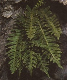 Многоножка обыкновенная, дубовый папоротник, земляной папоротник, гадючья трава, корневище многоножки - Polypodii rhi/oma (ранее: Rhizoma Polypodii)