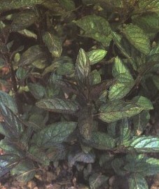 Мята перечная, благородная мята, английская мята, садовая мята, чайная мята, листья перечной мяты - Menthae piperitae folium (ранее: Folia Menthae piperitae), масло перечной мяты - Menthae piperitae aetheroleum (ранее: Oleum Menthae piperitae)