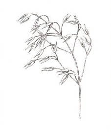 Овес посевной, плоды овса - Avenae fructus (ранее: Fructus Avenae), трава овса - Avenae herba (ранее: Herba Avenae), зеленый овес - Avenae herba recens (ранее: Herba Avenae recens), овсяная солома - Avenae stramentum (ранее: Stramentum Avenae)