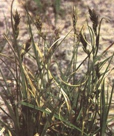 Осока песчаная, камышовая трава, красный пырей, корень морской травы. Аптечное наименование: корневище осоки - Caricis arenariae rhizoma (ранее: Rhizoma Caricis arenariae)