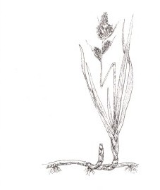 Осока песчаная, камышовая трава, красный пырей, корень морской травы. Аптечное наименование: корневище осоки - Caricis arenariae rhizoma (ранее: Rhizoma Caricis arenariae)
