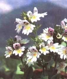Очанка, Аптечное наименование: трава очанки - Euphrasiae herba (ранее: Herba Euphrasiae)
