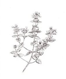 Очанка, Аптечное наименование: трава очанки - Euphrasiae herba (ранее: Herba Euphrasiae)