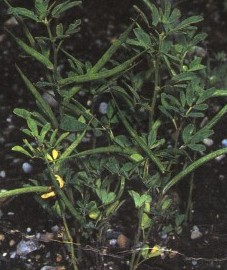 Пажитник сенной, Аптечное наименование: семена пажитника - Foenugraeci semen (ранее: Semen Foenugraeci)