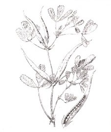 Пажитник сенной, Аптечное наименование: семена пажитника - Foenugraeci semen (ранее: Semen Foenugraeci)