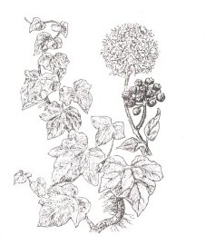 Плющ обыкновенный, Аптечное наименование: листья плюща - Hederae helicis folium (ранее: Folia Hederae helicis)