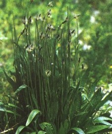 Подорожник ланцетный Аптечное наименование: листья подорожника ланцетного - Plantaginis lanceolatae folium (ранее: Folia Plantaginis lanceolatae)