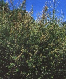 Полынь обыкновенная, чернобыльник. Аптечное наименование: трава полыни - Artemisiae herba (ранее: Herba Artemisiae)