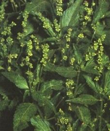Пролесник однолетний, Аптечное наименование: трава пролесника - Mercurialis herba (ранее: Herba Mercurialis)
