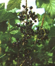 Смородина черная, альпийская ягода, подагровая ягода. плоды черной смородины - Ribis nigri fructus (ранее: Fractus Ribis nigri), листья черной смородины - Ribis nigri folium (ранее: Folia Ribis nigri)