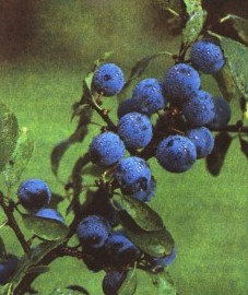 Терн, козлиная ягода, овсяная слива, кислая слива, черная колючка. цветки терна - Pruni spinosae flos (ранее: Flores Pruni spinosae), плоды терна - Pruni spinosae fructus (ранее: Fructus Pruni spinosae), листья терна - Pruni spinosae folium (ранее: Folia Pruni spinosae)