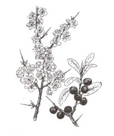 Терн, козлиная ягода, овсяная слива, кислая слива, черная колючка. цветки терна - Pruni spinosae flos (ранее: Flores Pruni spinosae), плоды терна - Pruni spinosae fructus (ранее: Fructus Pruni spinosae), листья терна - Pruni spinosae folium (ранее: Folia Pruni spinosae)