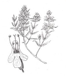 Тимьян, богородская трава. трава тимьяна - Thymi herba (ранее: Herba Thymi), листья тимьяна - Thymi folium (ранее: Folia Thymi)