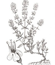 Тимьян блошиный, чабрец, горный тимьян. трава тимьяна - Serpylli herba (ранее: Herba Serpylli)