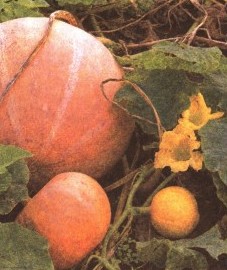 Тыква обыкновенная, семена тыквы - Cucurbitae semen (ранее: Semen Cucurbitae). 