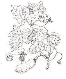 Тыква обыкновенная, семена тыквы - Cucurbitae semen (ранее: Semen Cucurbitae). 