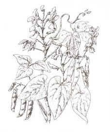 Фасоль обыкновенная, створки бобов фасоли - Phaseoli pericarpium (ранее: Fructus Phaseoli sine semine).