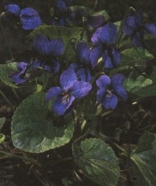 Фиалка душистая, трава фиалки душистой - Violae odoratae herba (ранее: Herba Violae odoratae).