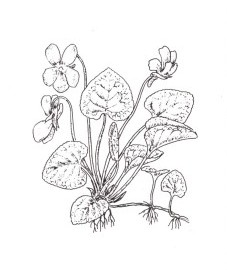 Фиалка душистая, трава фиалки душистой - Violae odoratae herba (ранее: Herba Violae odoratae).