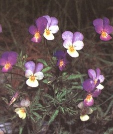 Фиалка трехцветная, анютины глазки, братики, веселые глазки, землецветка, трехцветка. трава фиалки трехцветной - Violae tricoloris herba (ранее: Herba Violae tricoloris)