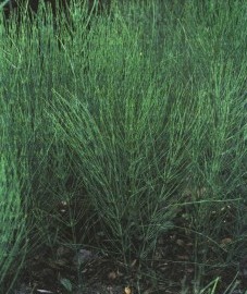 Хвощ полевой, метелка, кошачий хвост, конский хвост, швабра-трава, оловянная трава. трава хвоща - Equiseti herba (ранее: Herba Equiseti).