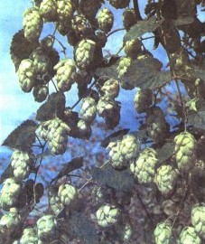 Хмель обыкновенный, пивной хмель, хмельной цвет, хмельная шишка. шишки хмеля - Lupuli strobulus (ранее: Flores Humuli lupuli), железки хмеля - Lupuli glandula (ранее: Glandulae Lupuli)