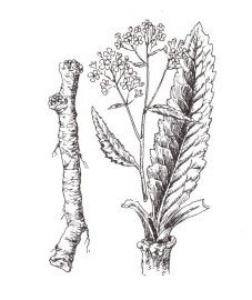 Хрен обыкновенный,  крестьянская горчица, мясная трава, перечный корень, лесная редька. корень хрена - Armoraciac radix (ранее: Radix Armoraciae).