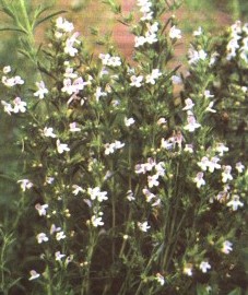 Чабер садовый, трава чабера - Saturejae hcrba (ранее: Herba Saturejae), эфирное масло чабера - Saturejae aetheroleum (ранее: Oleum Saturejae).