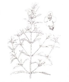 Чабер садовый, трава чабера - Saturejae hcrba (ранее: Herba Saturejae), эфирное масло чабера - Saturejae aetheroleum (ранее: Oleum Saturejae).