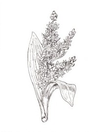 Чемерица белая, вшивая трава.  корневище чемерицы - Veratri rhizoma (ранее: Rhizoma Veratri).